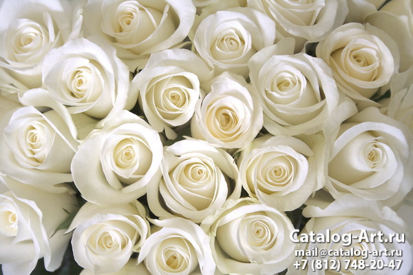 White roses 39
